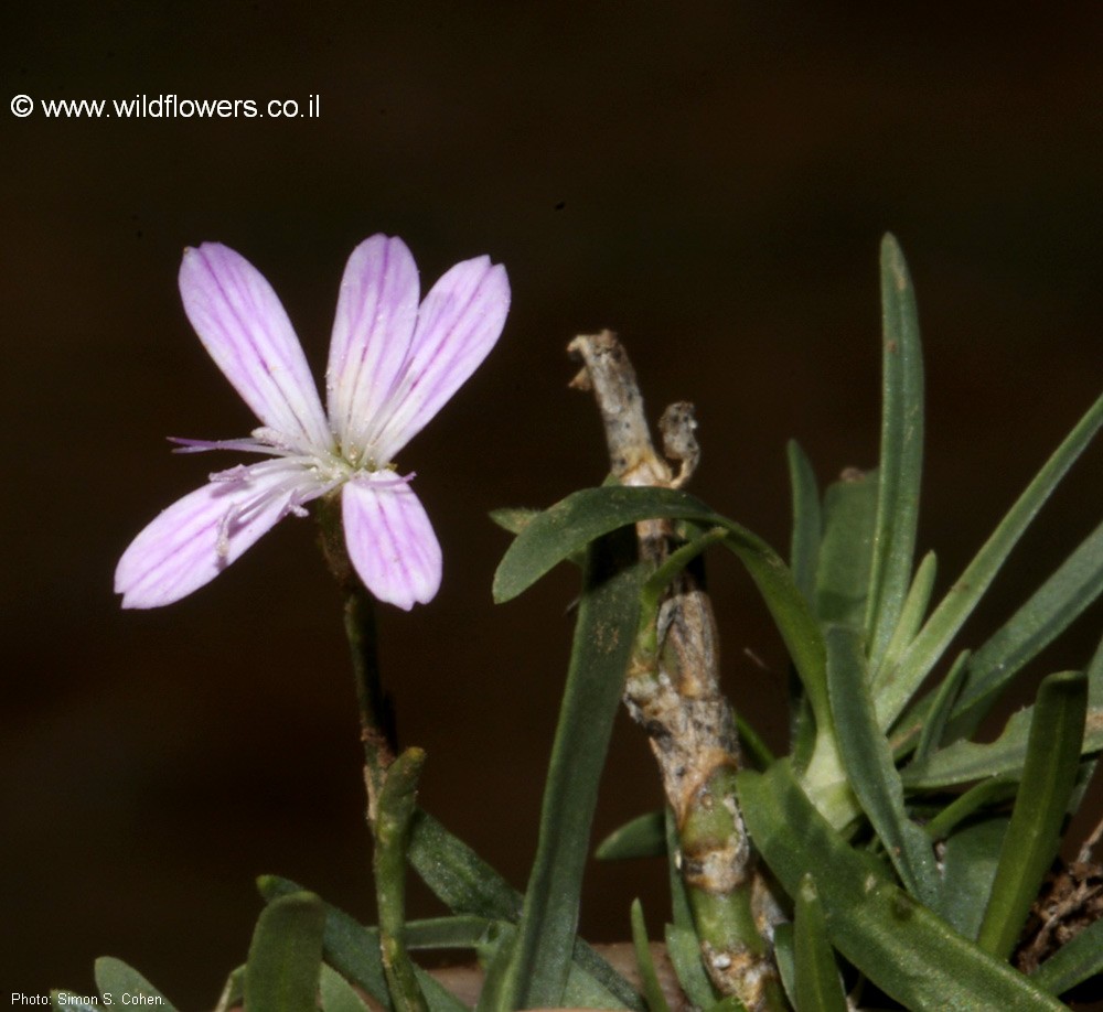 Dianthus micranthus